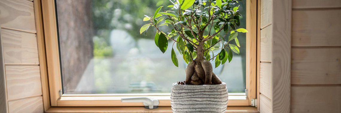 Ein Bonsai-Baum steht  vor einem Dachfenster um die KFW-Förderung zu symbolisieren